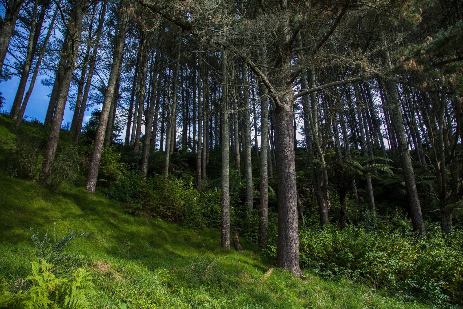 New Zealand - Blue Springs Carbon Review 01/03/2026