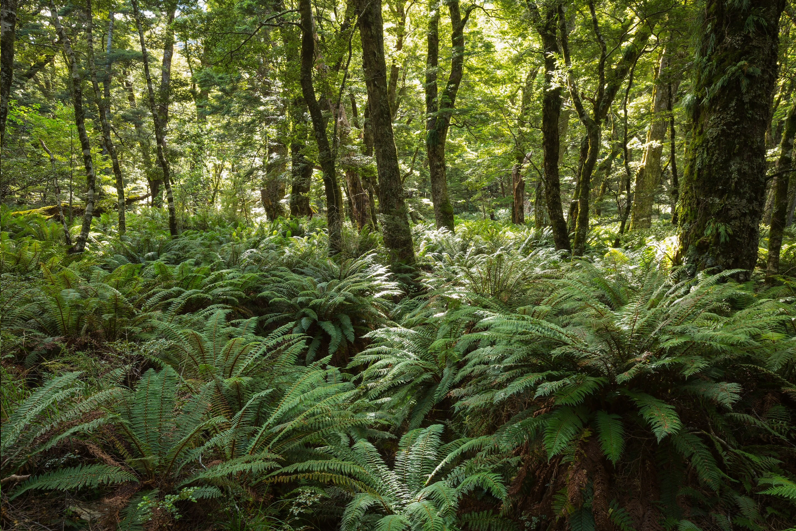 forest-photo Carbon Review 01/03/2026